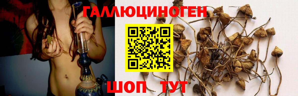 Галлюциногенные грибы Psilocybine cubensis Избербаш